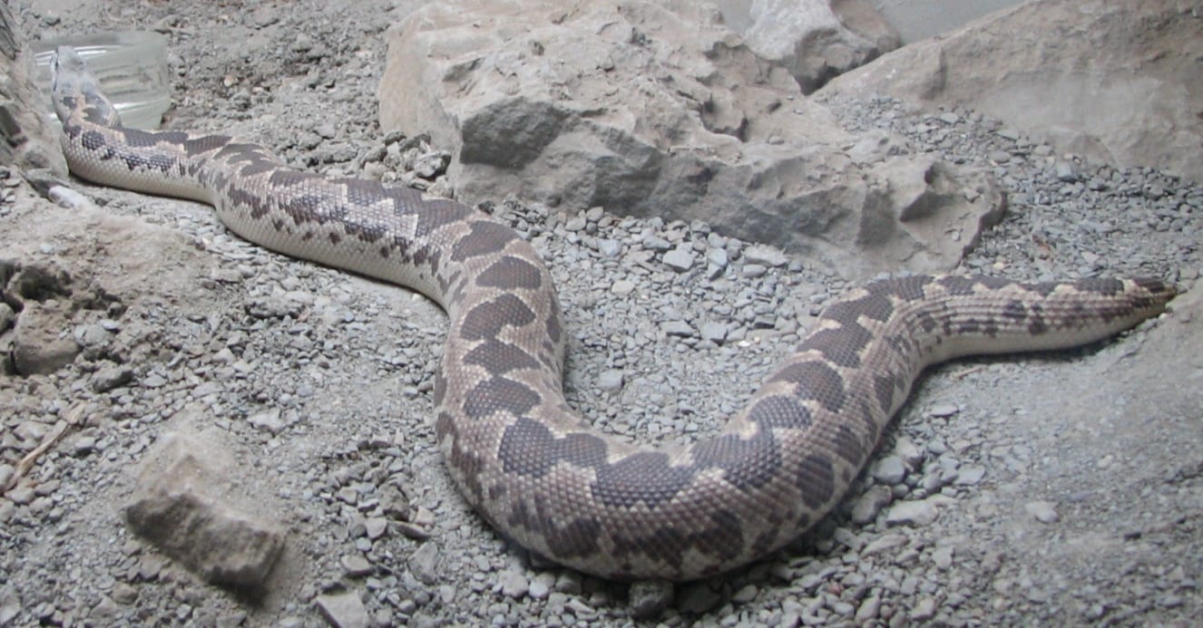 Rough-Scaled Sand Boa