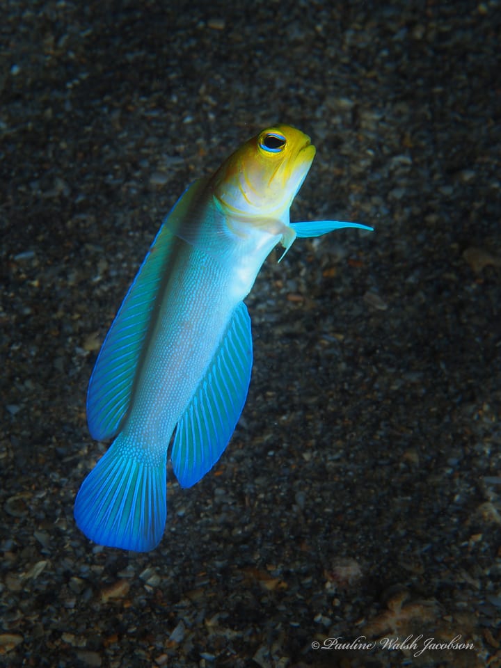 Yellowhead Jawfish (Opistognathus aurifrons)