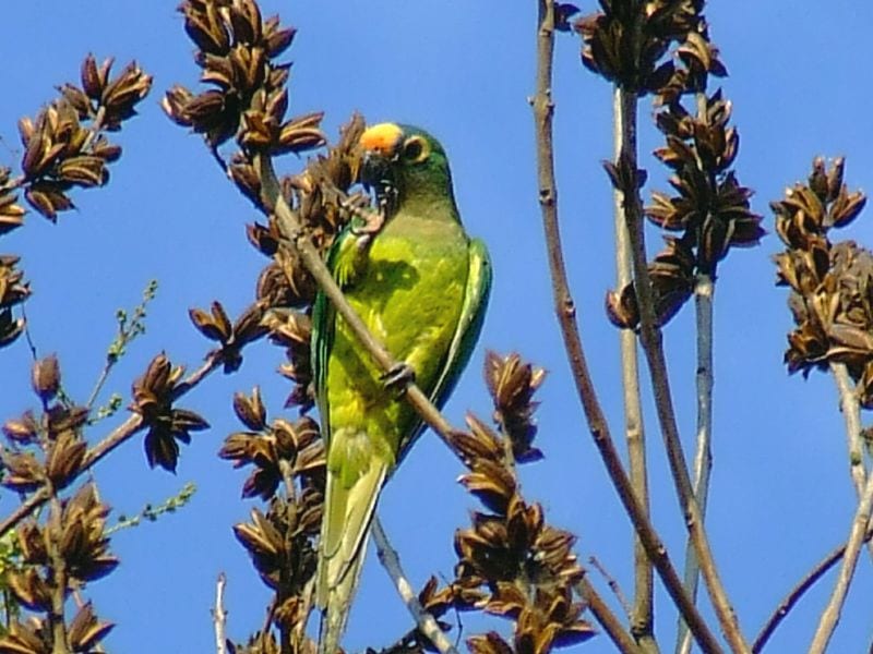 テツバシメキシコインコ