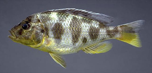 Venustus