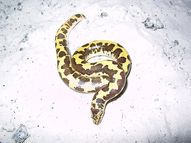 Kenyan Sand Boa