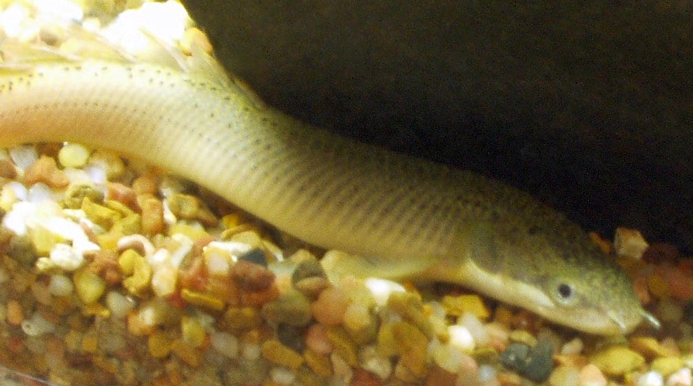 塞內加爾多鰭魚