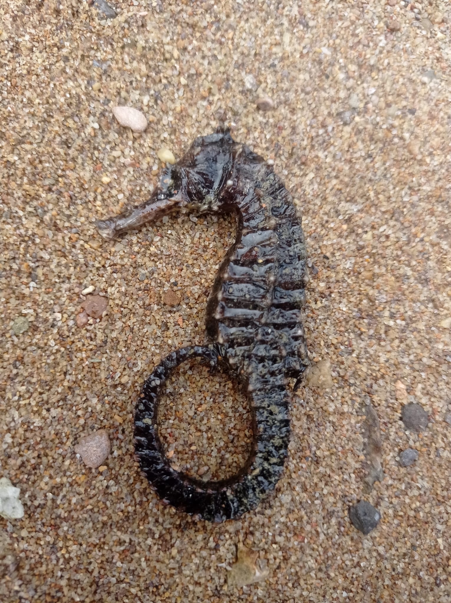 Spotted Seahorse
