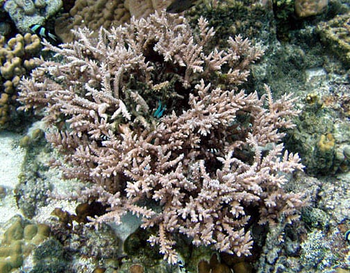 粗糙骨珊瑚（Acropora austera）