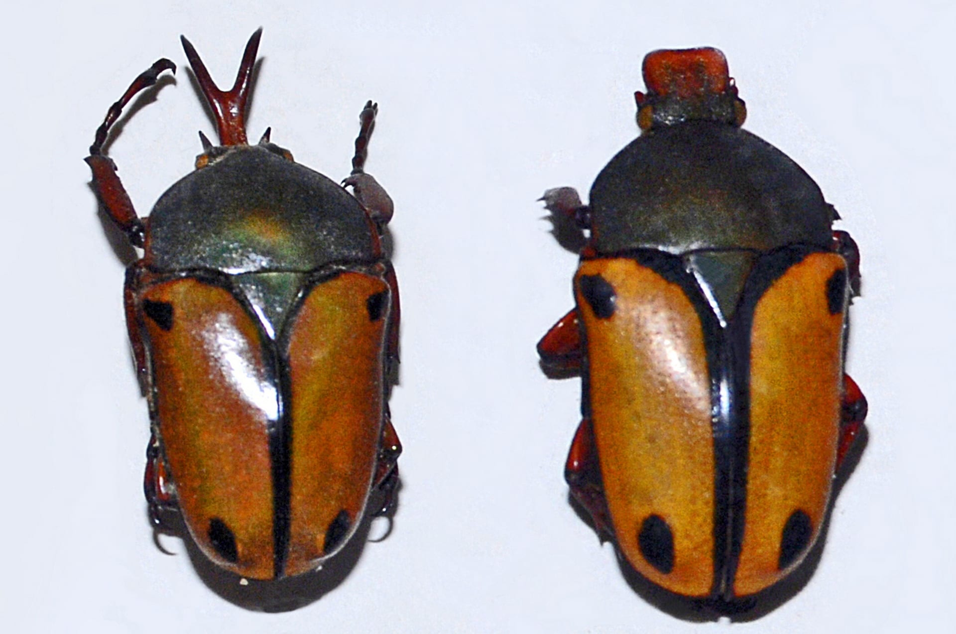 Smith's Flower Beetle