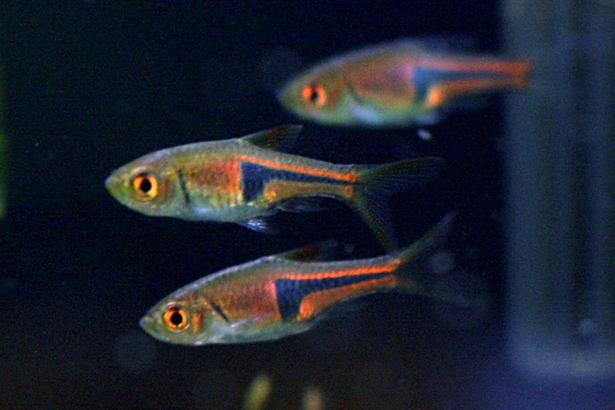 Lambchop Rasbora