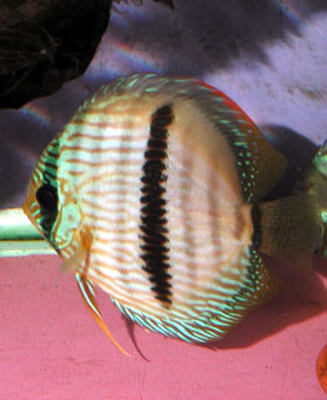 熱帯魚