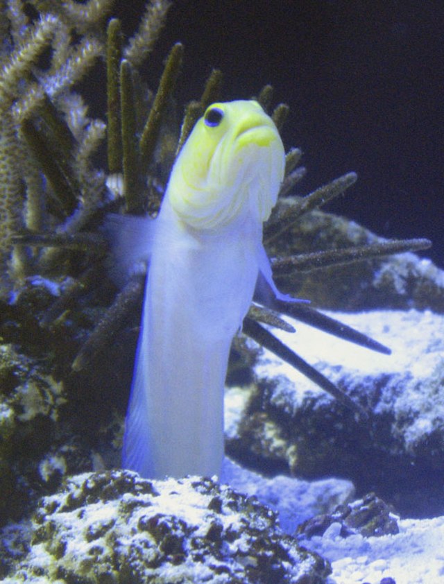 Jawfish