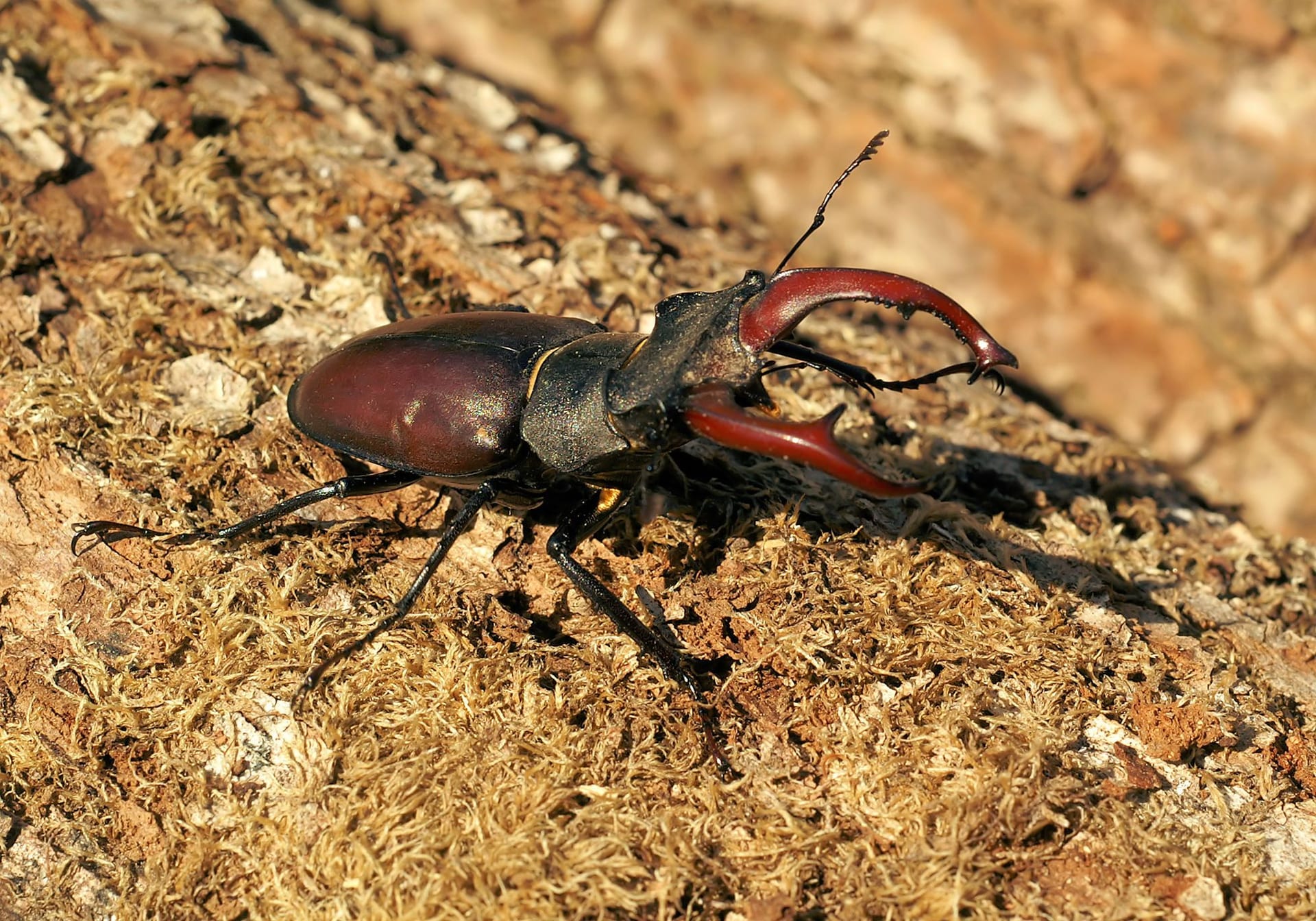 European Stag Beetle