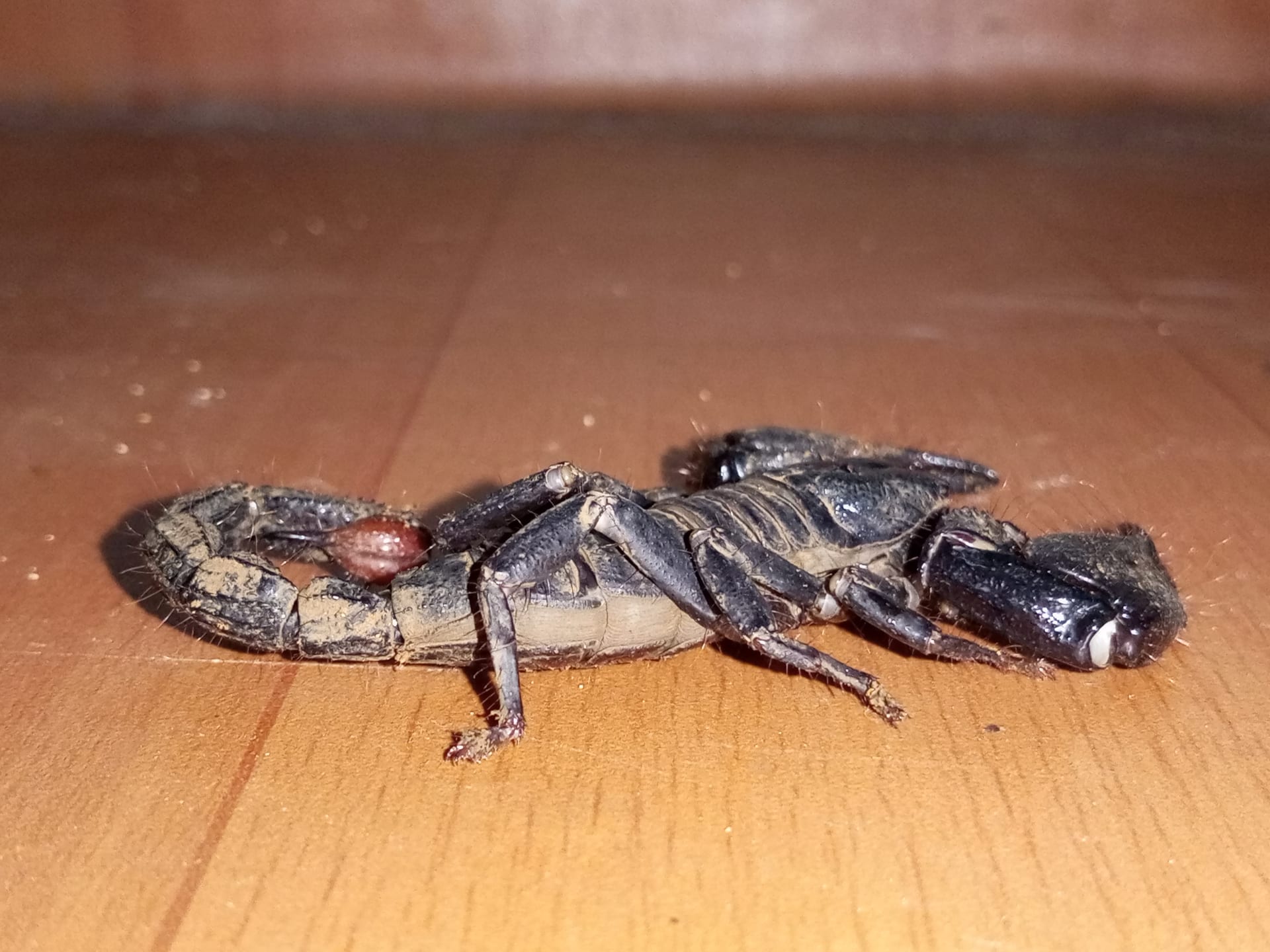 Giant Forest Scorpion
