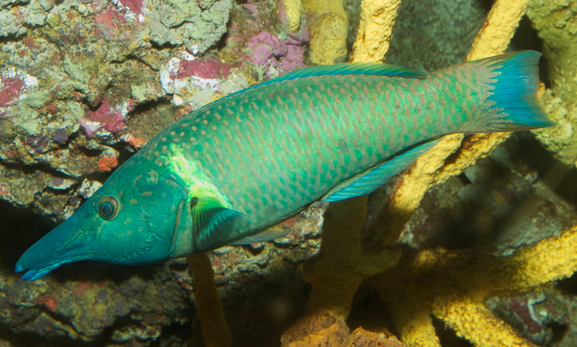 Bird Wrasse
