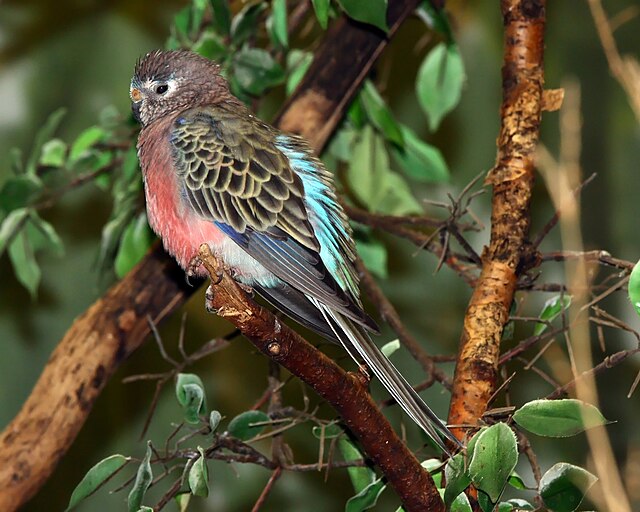 Bourkes Parakeet