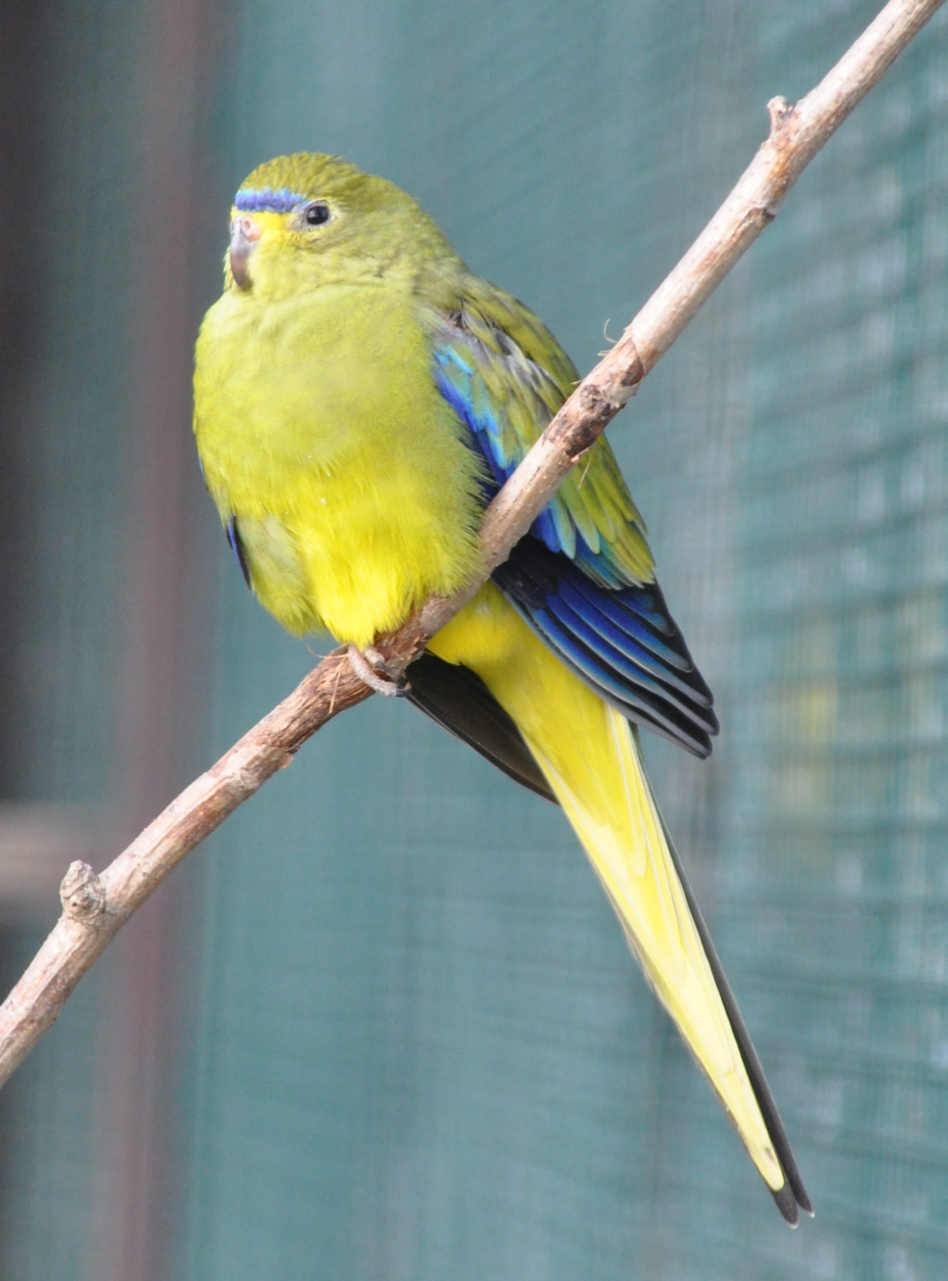 ワカナインコ