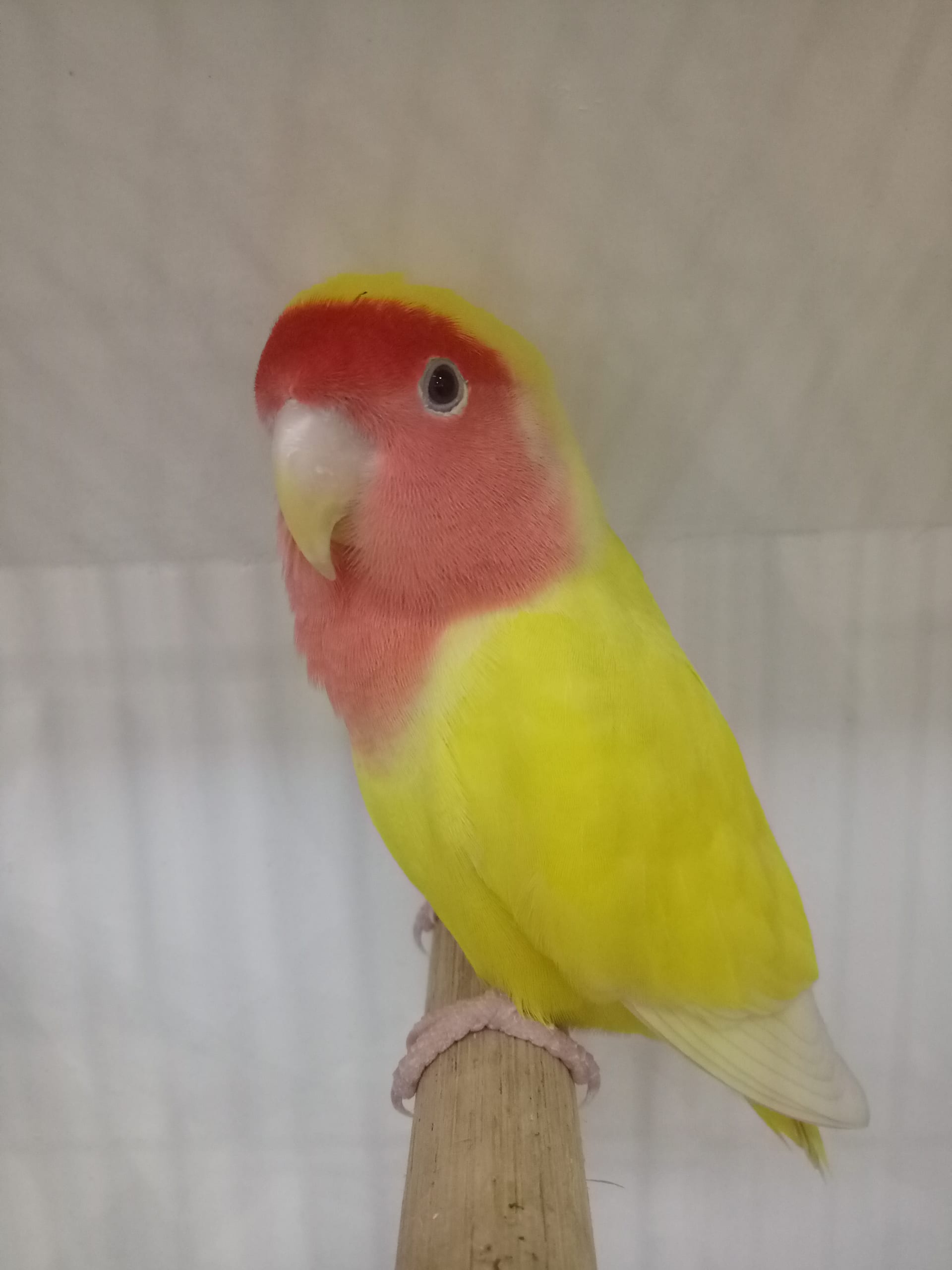 コザクラインコ（ルチノー）