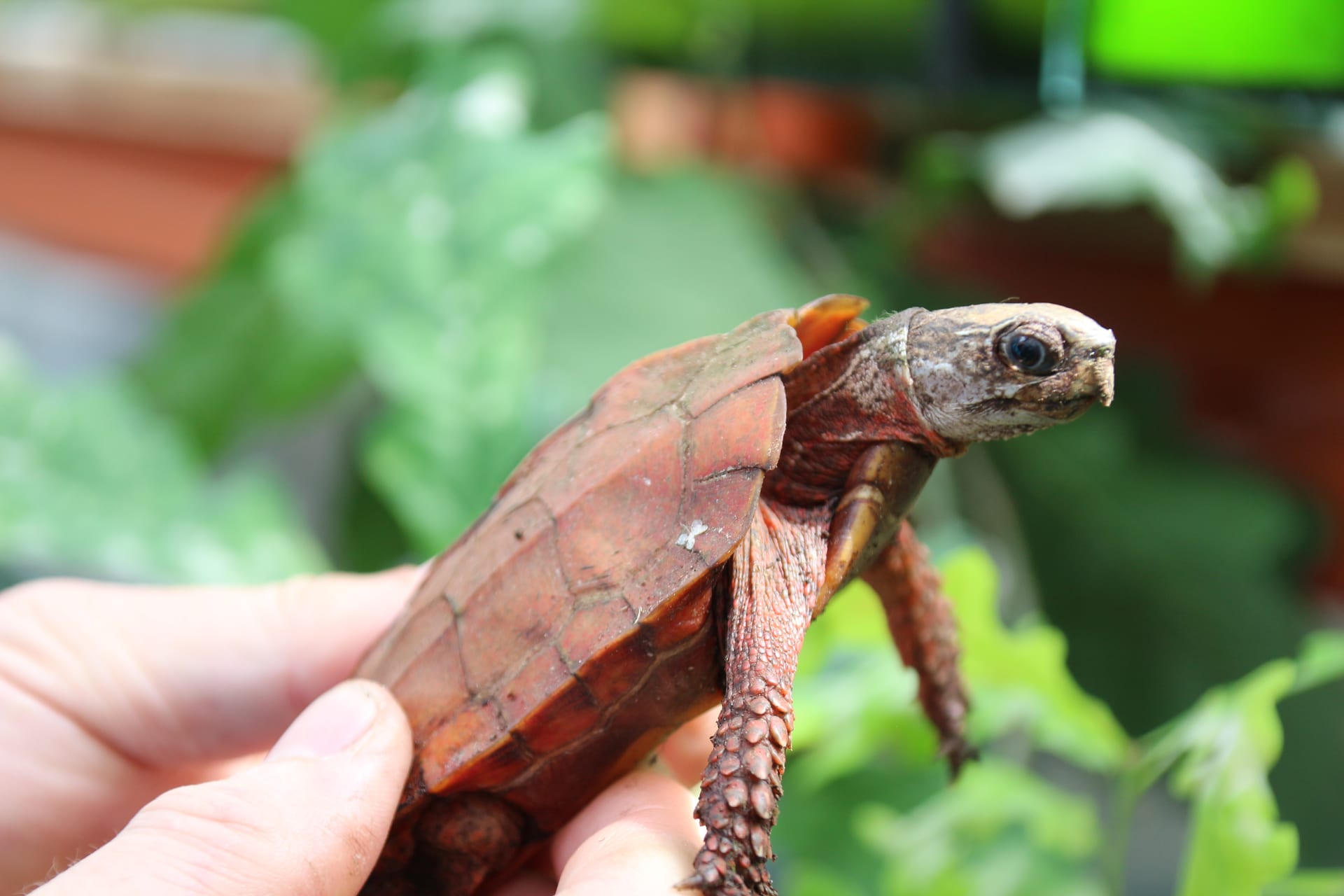 Black-Breasted Leaf Turtle