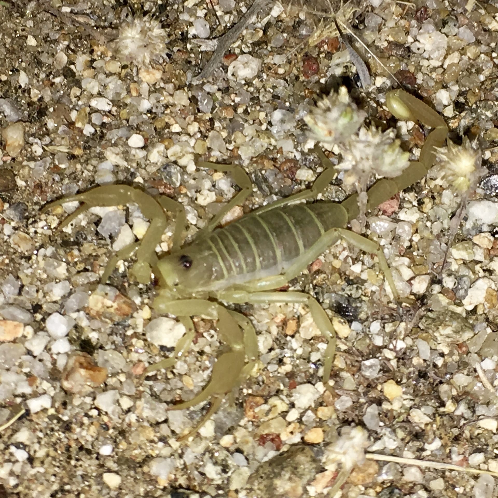 Dune Scorpion