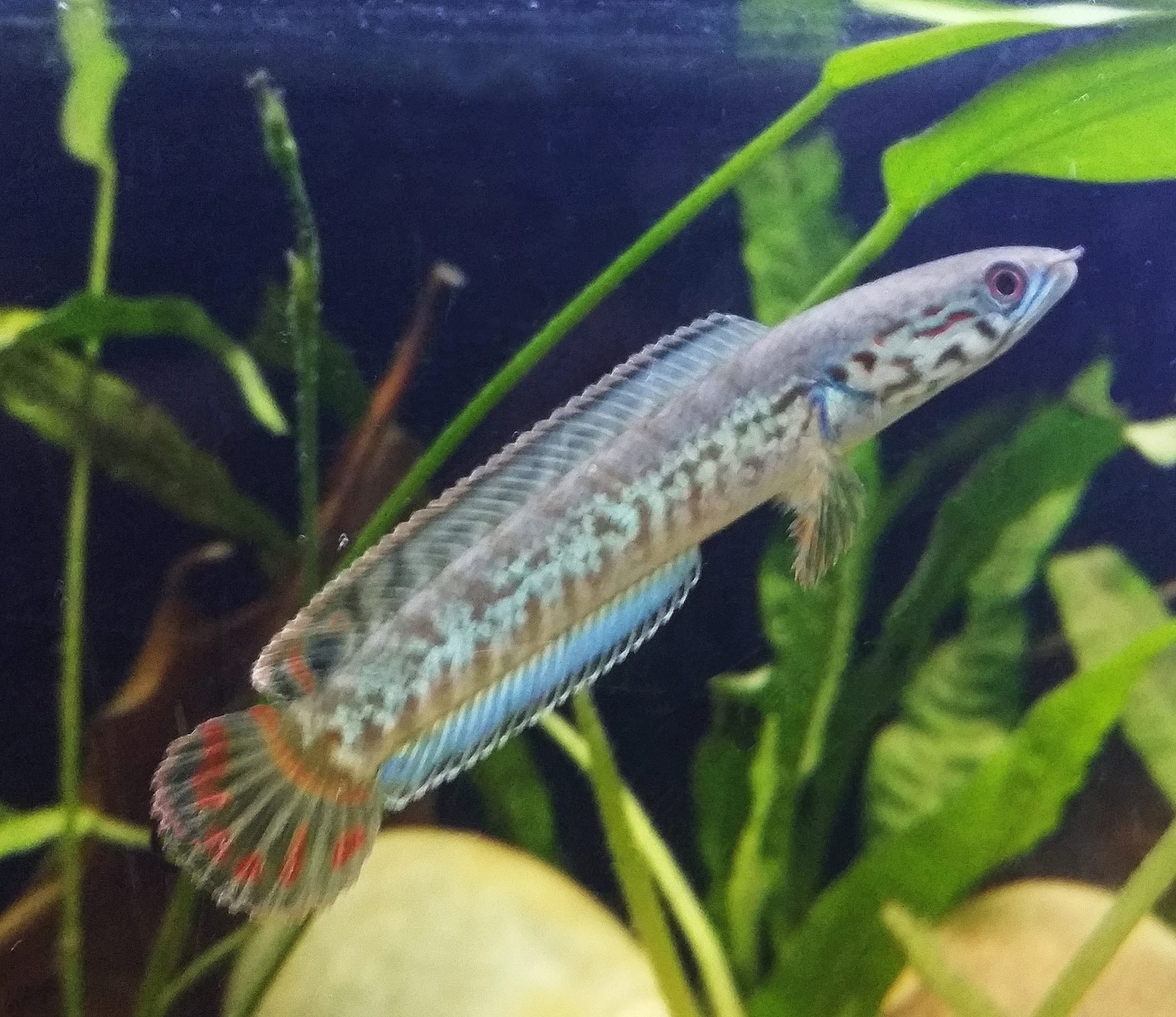 彩虹蛇頭魚