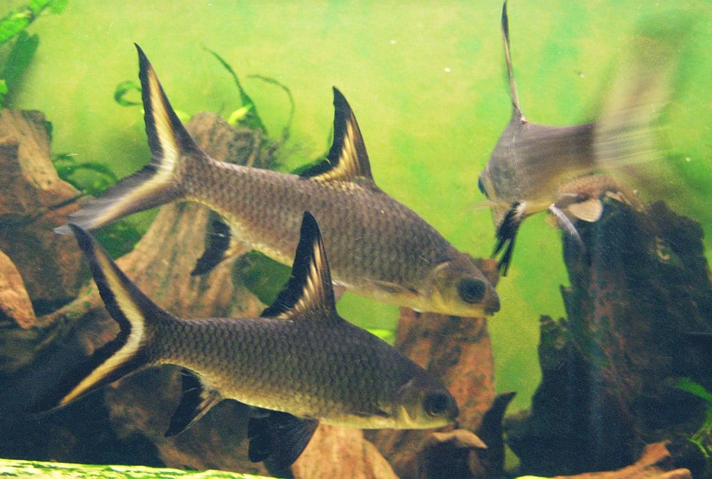 黑翅鲨