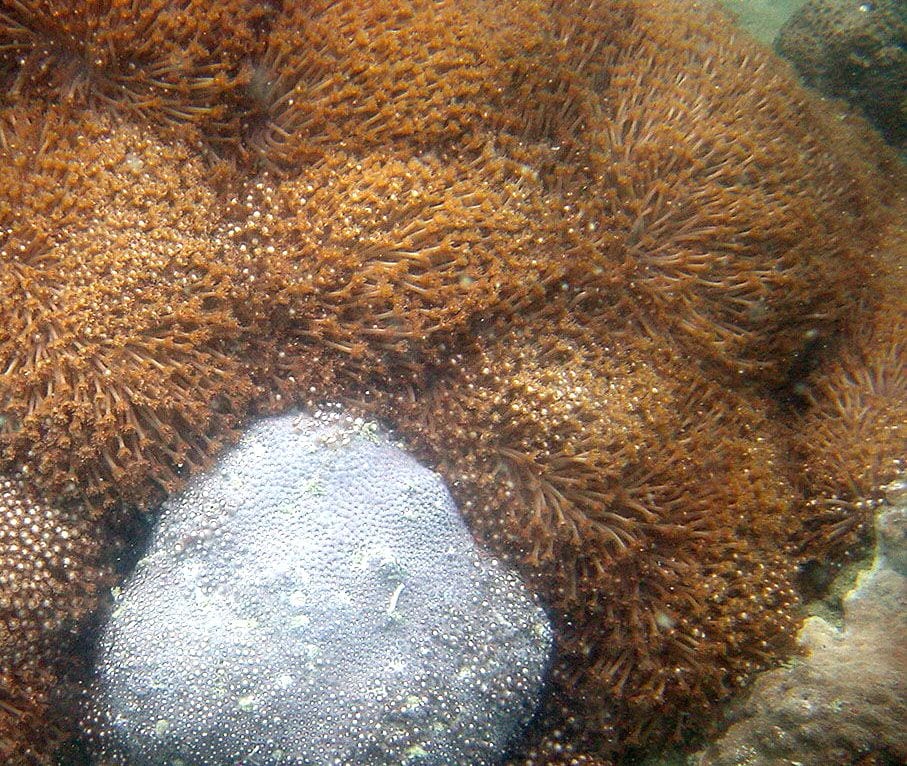 Goniopora Columna