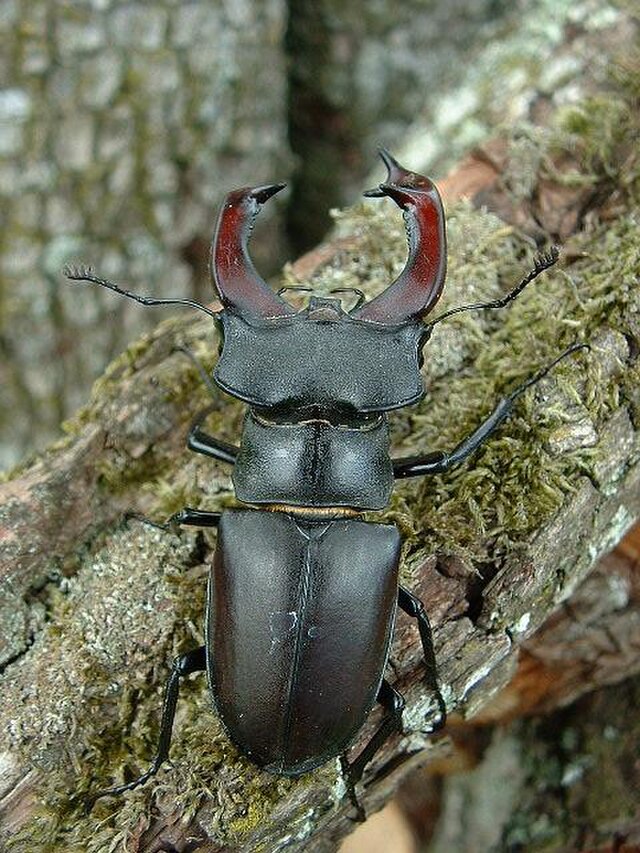 ミヤマクワガタ属
