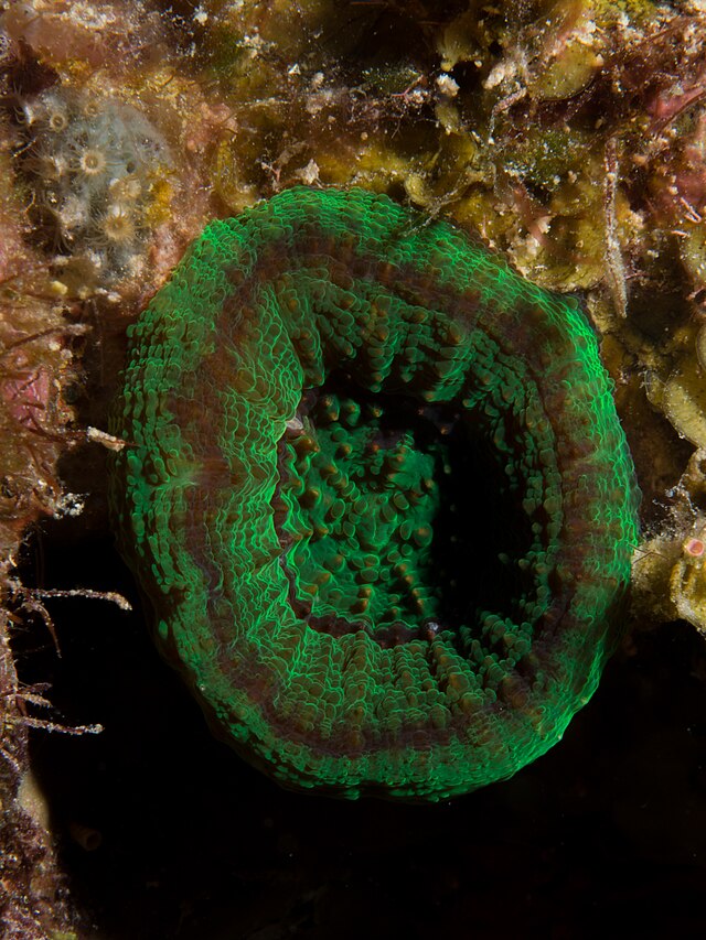 Scolymia