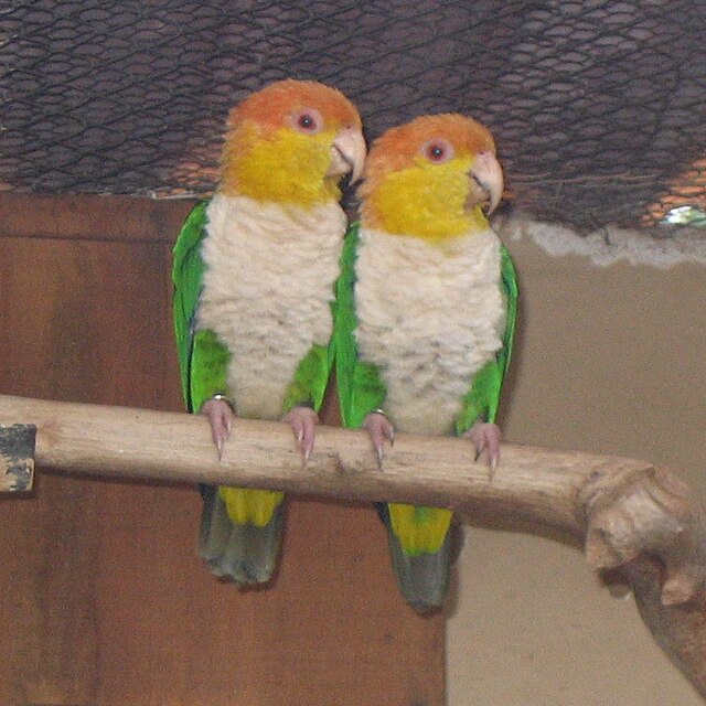 シロハラインコ