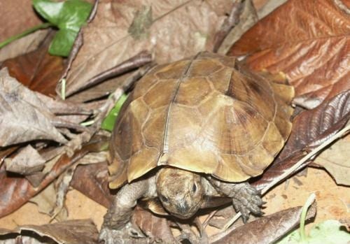 Keeled Box Turtle