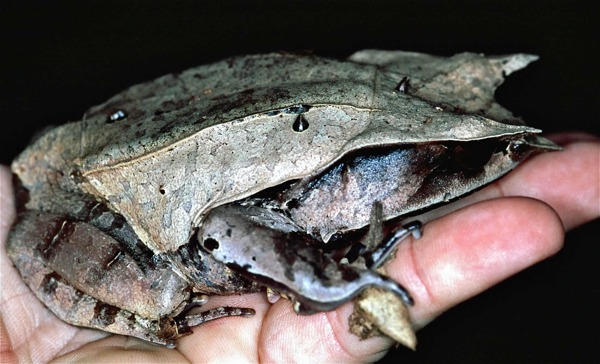 Long-nosed Horned Frog