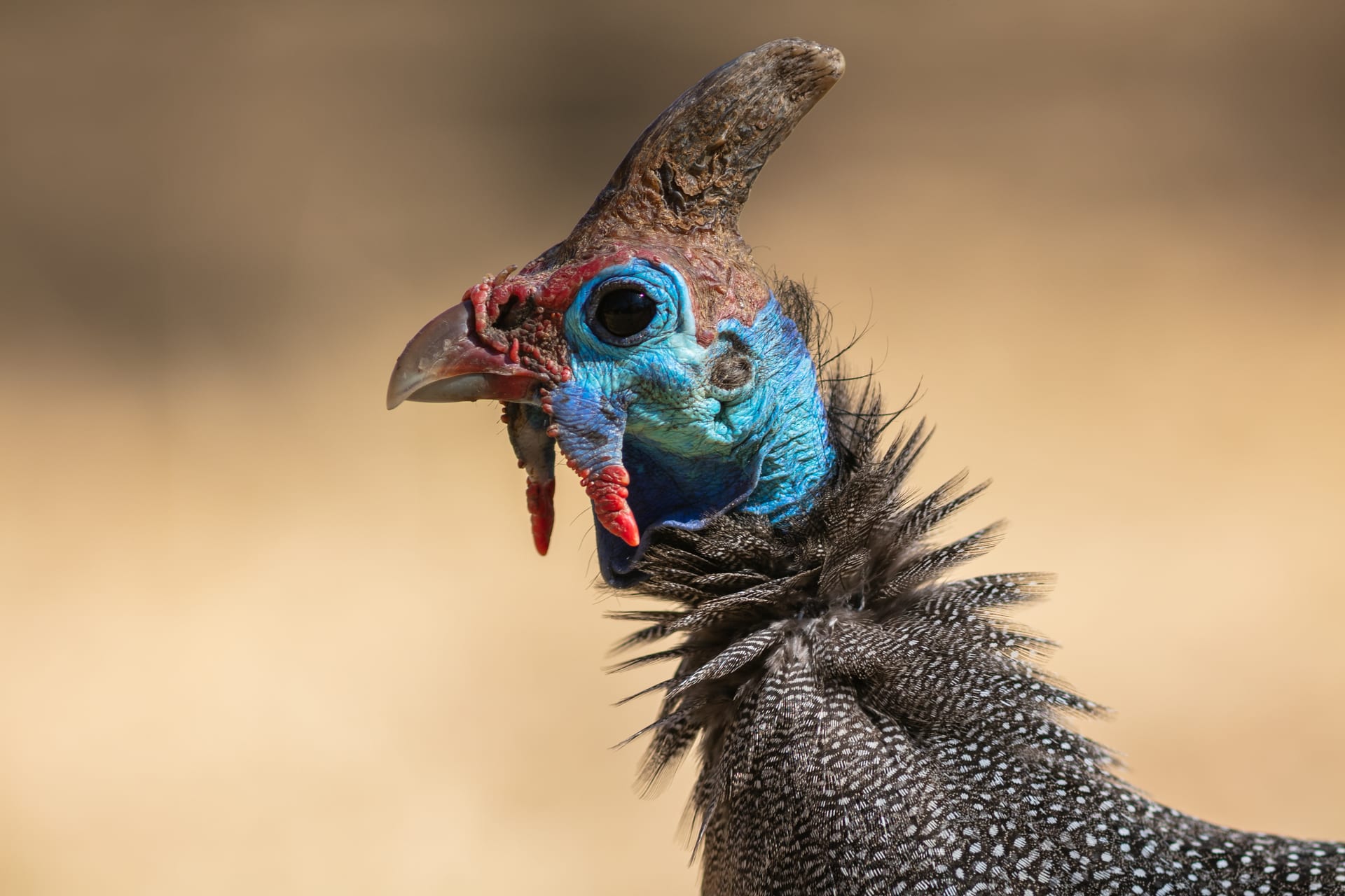 Helmeted Guineafowl