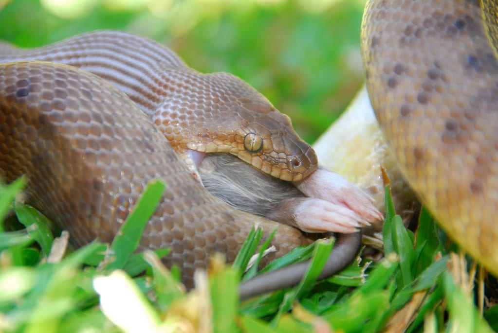 Children's Python