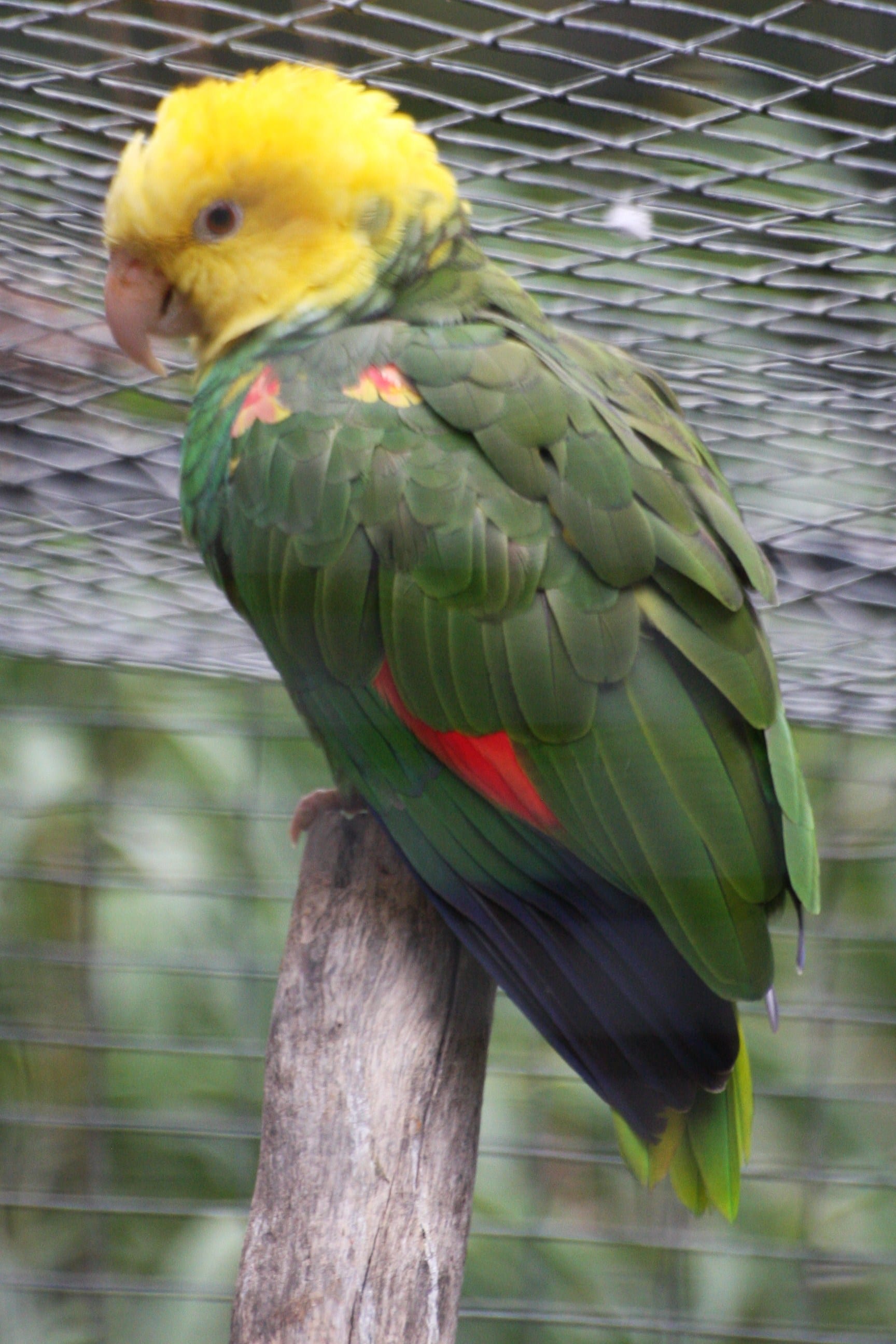 キボウシインコ