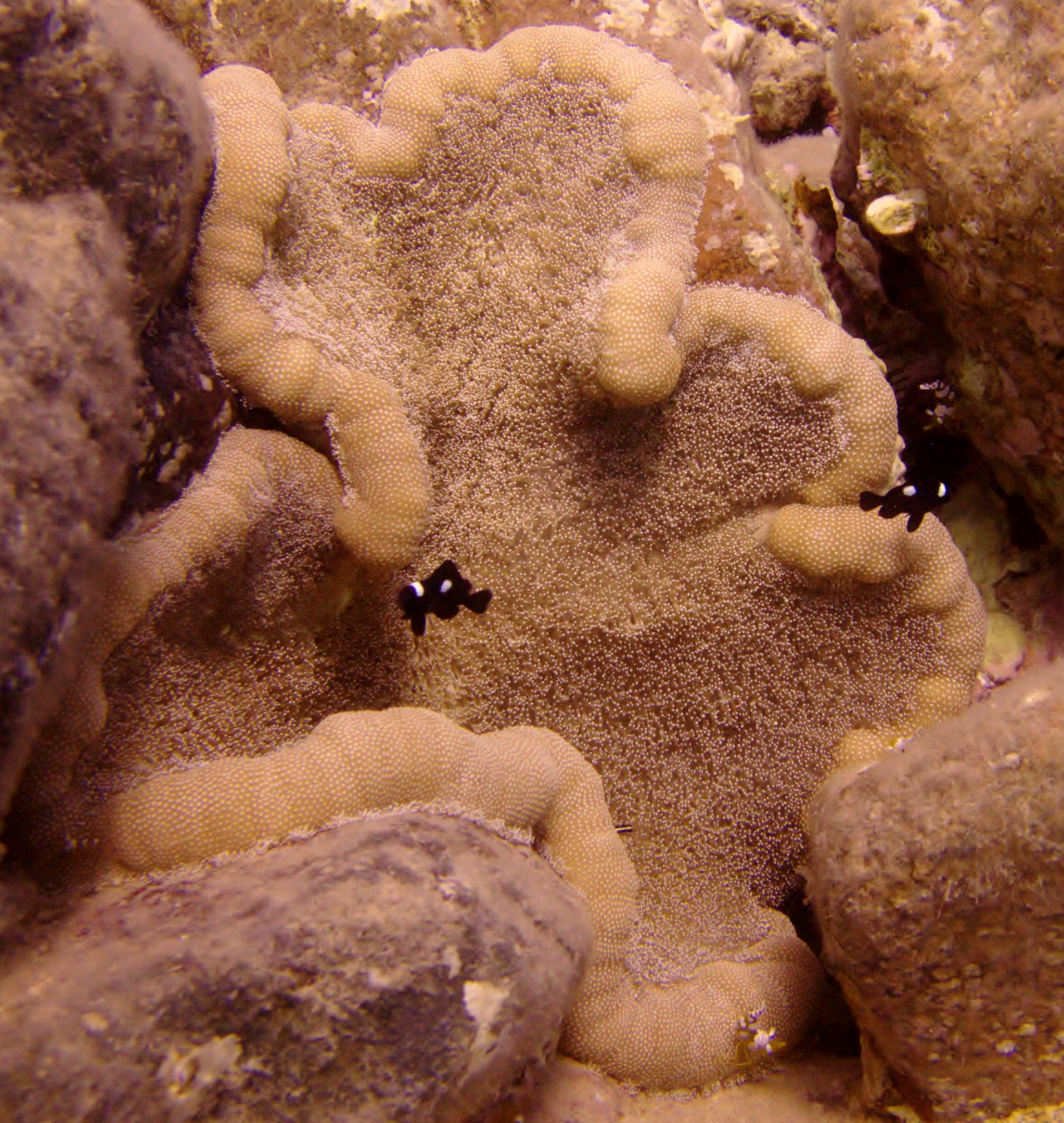 Adhesive Anemone
