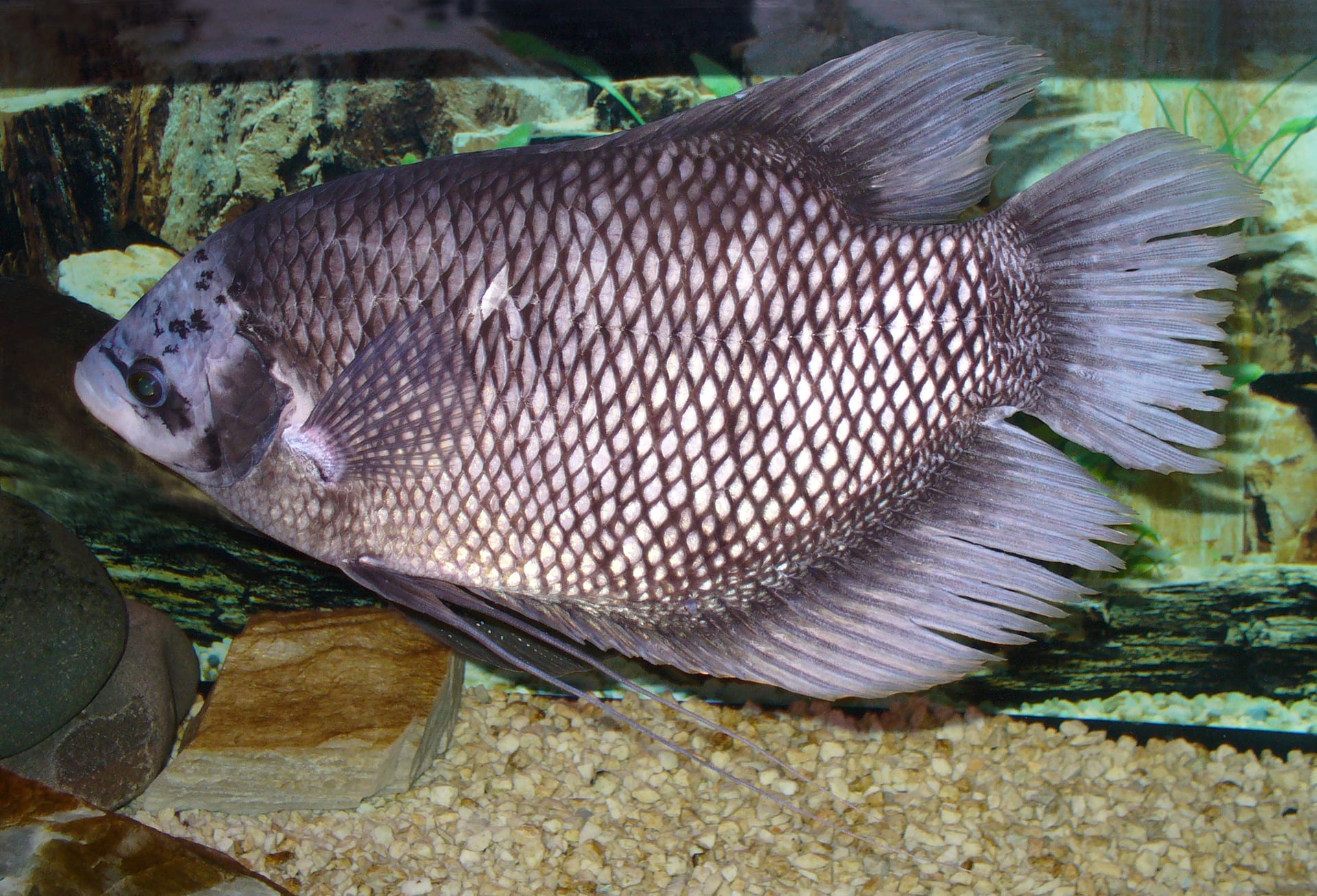 Giant gourami