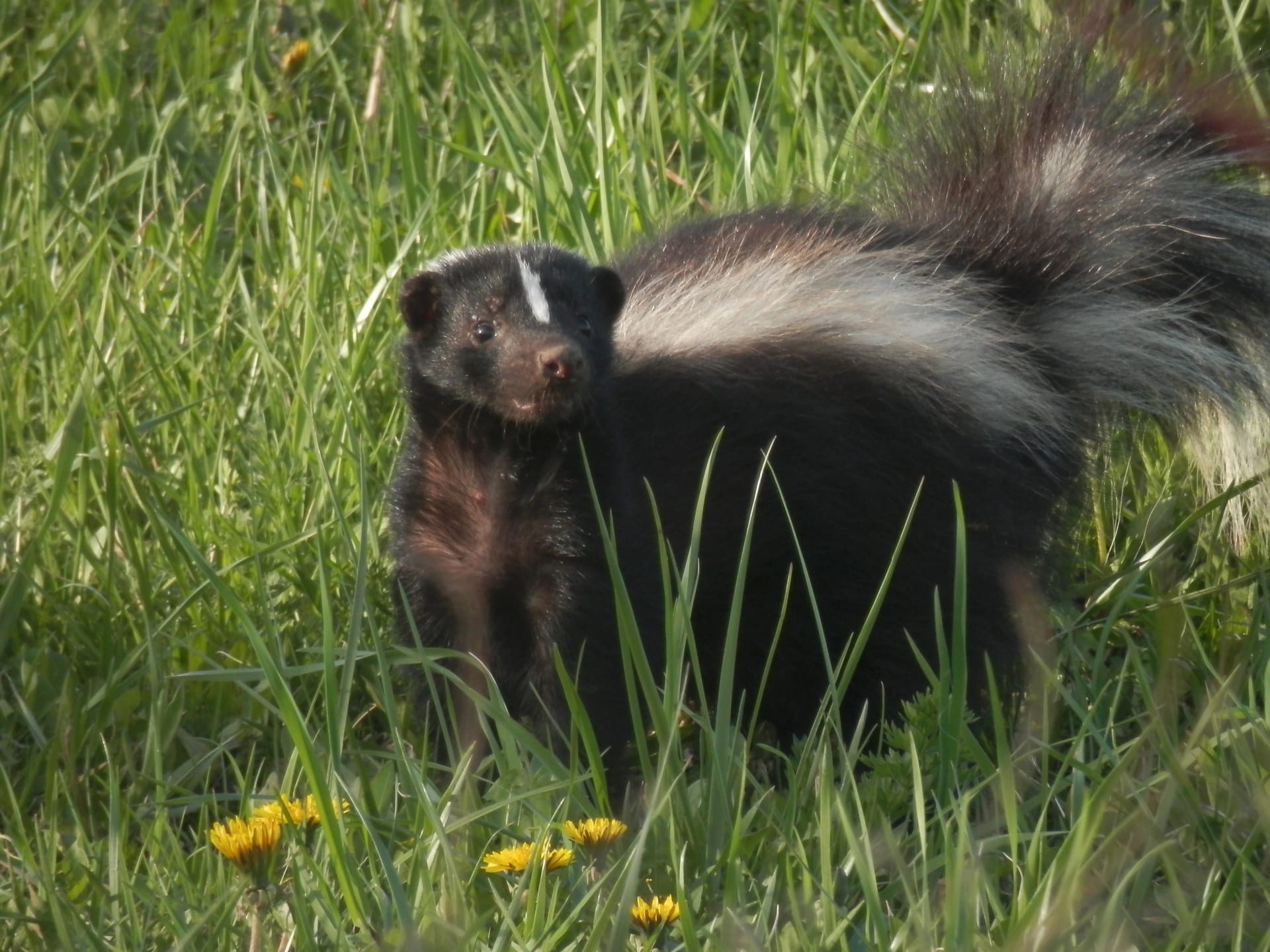 Striped Skunk