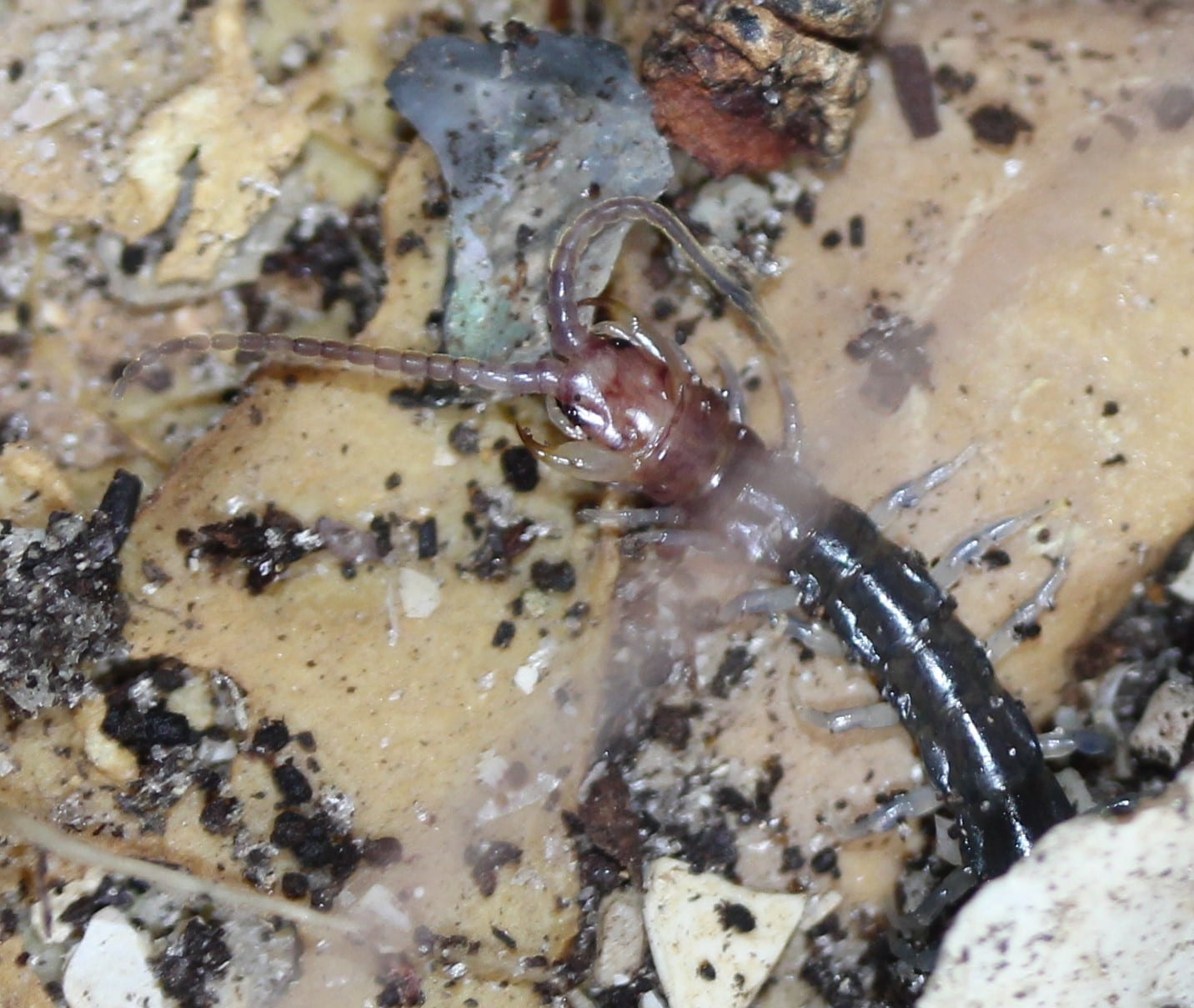 長腿百足 (Rhysida longipes)