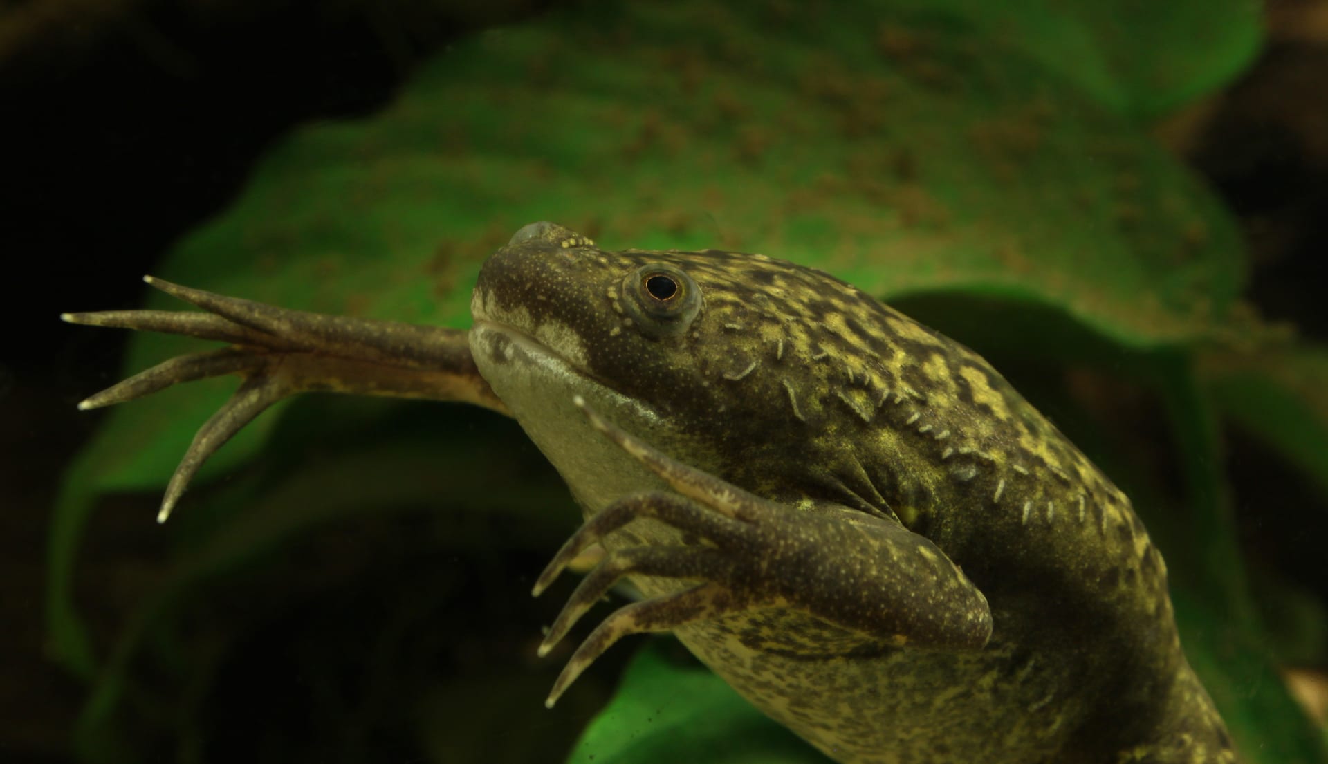 アフリカツメガエル