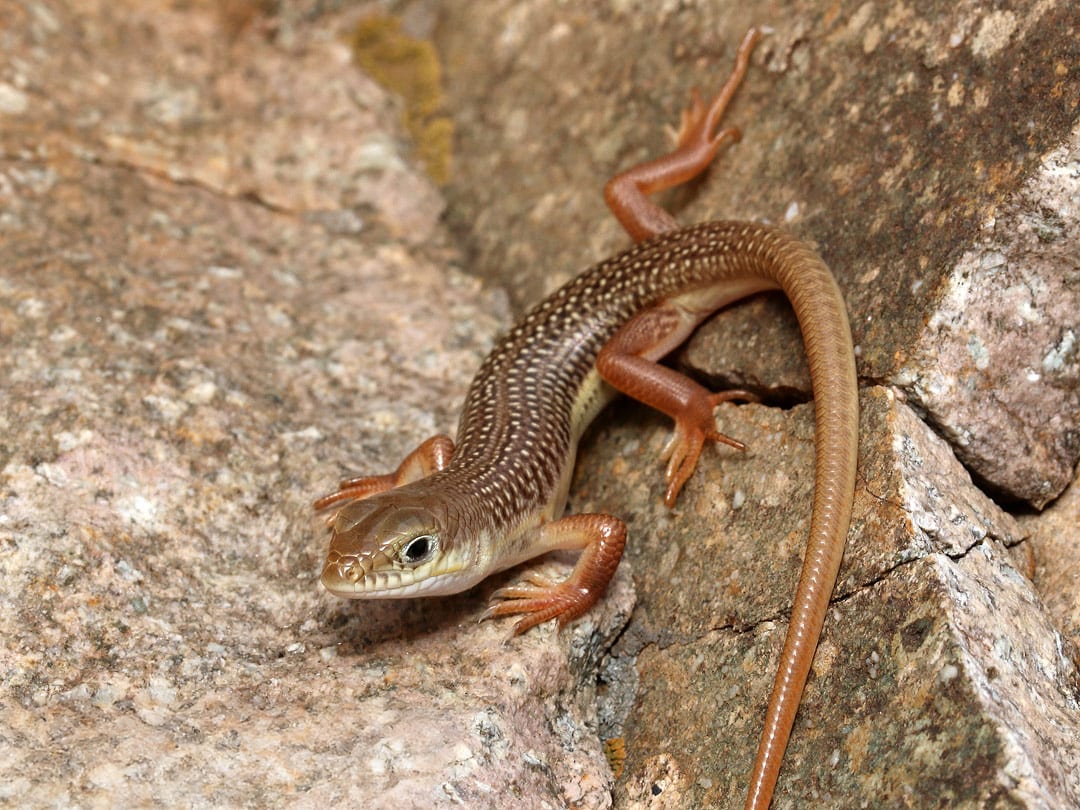 Schneider's Skink