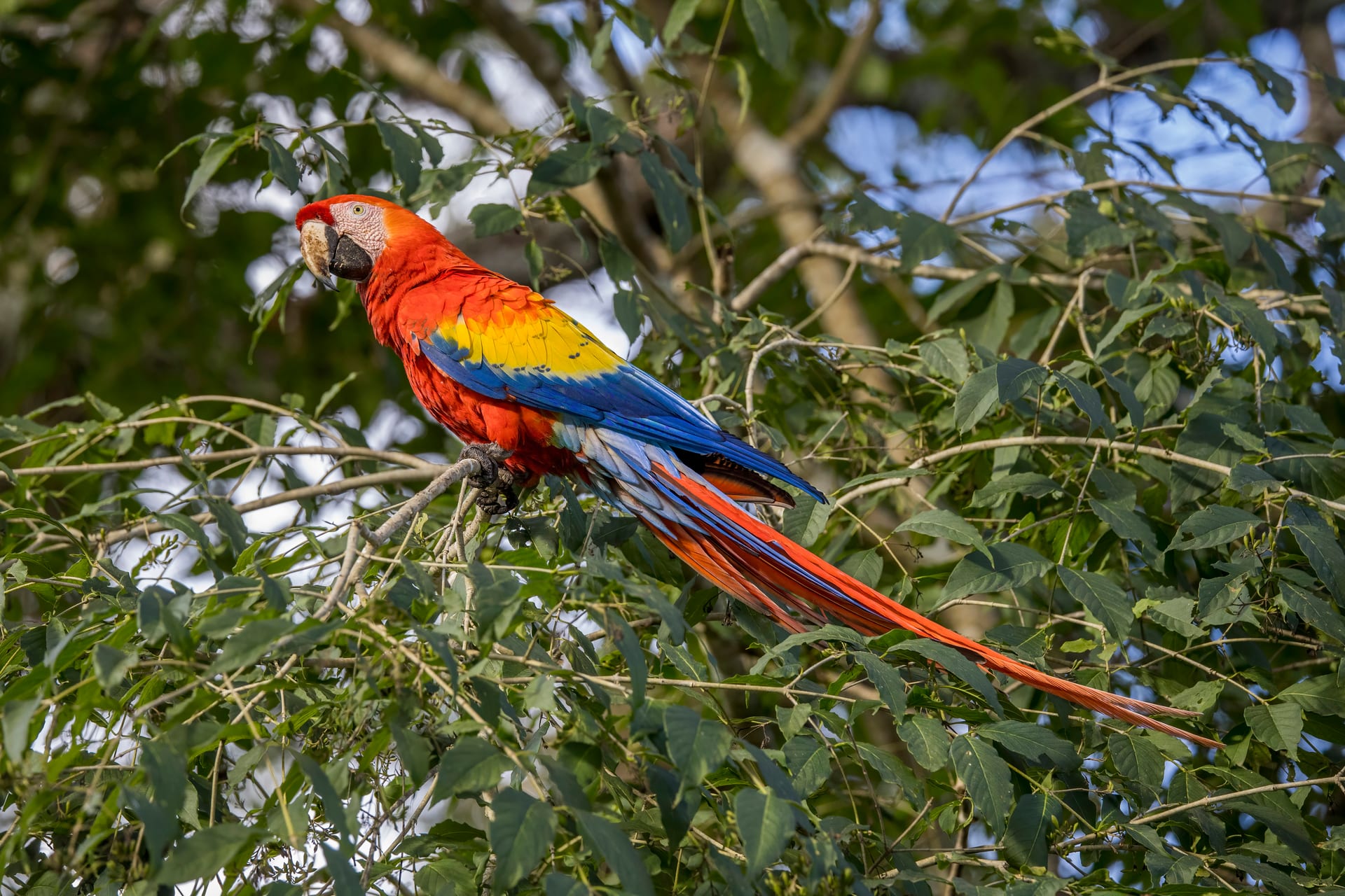 コンゴウインコ