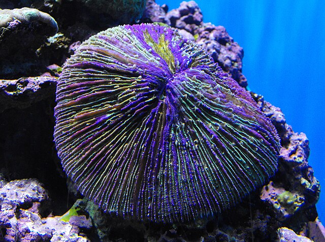 Fungia