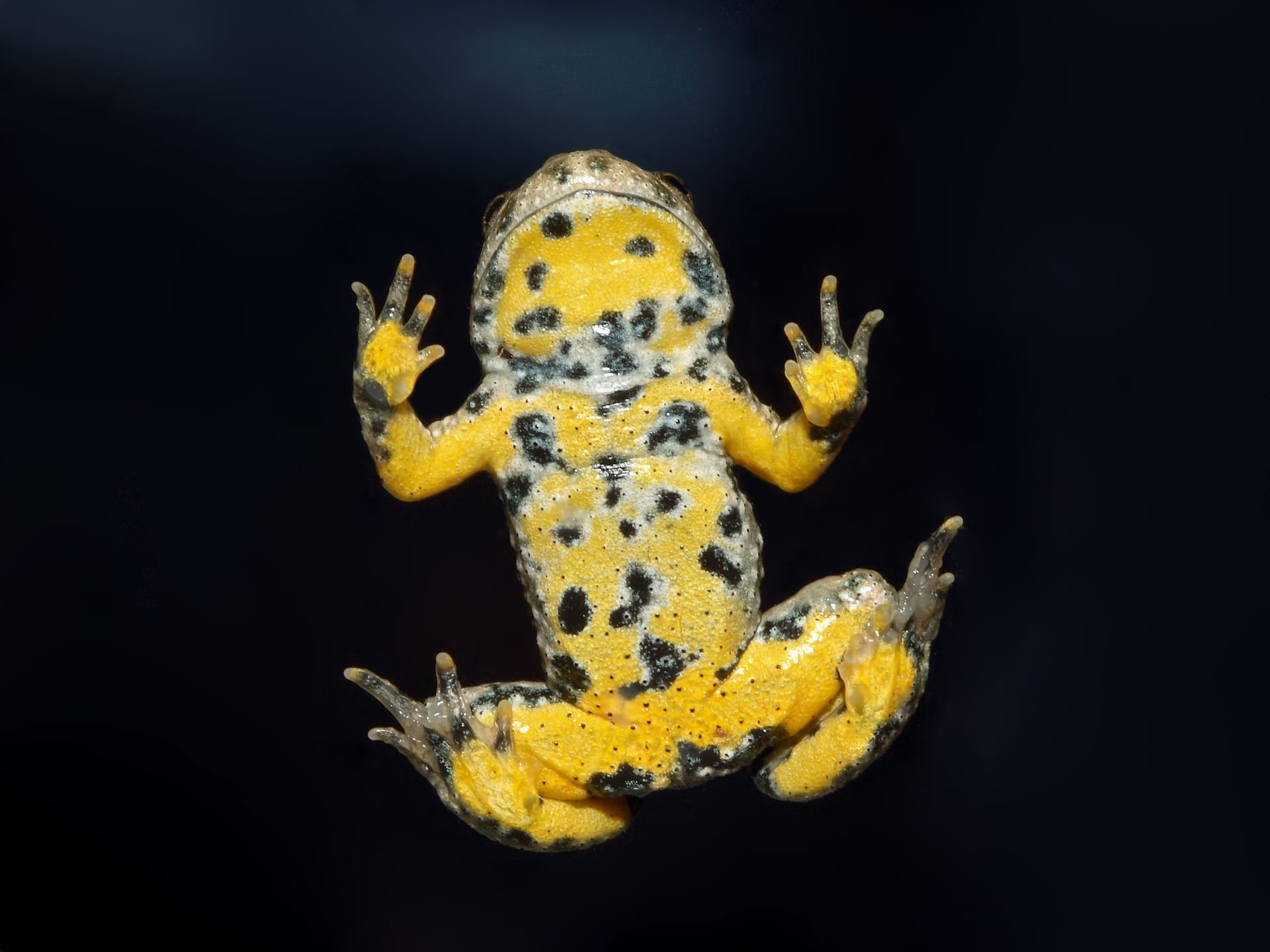 Yellow-Bellied Toad
