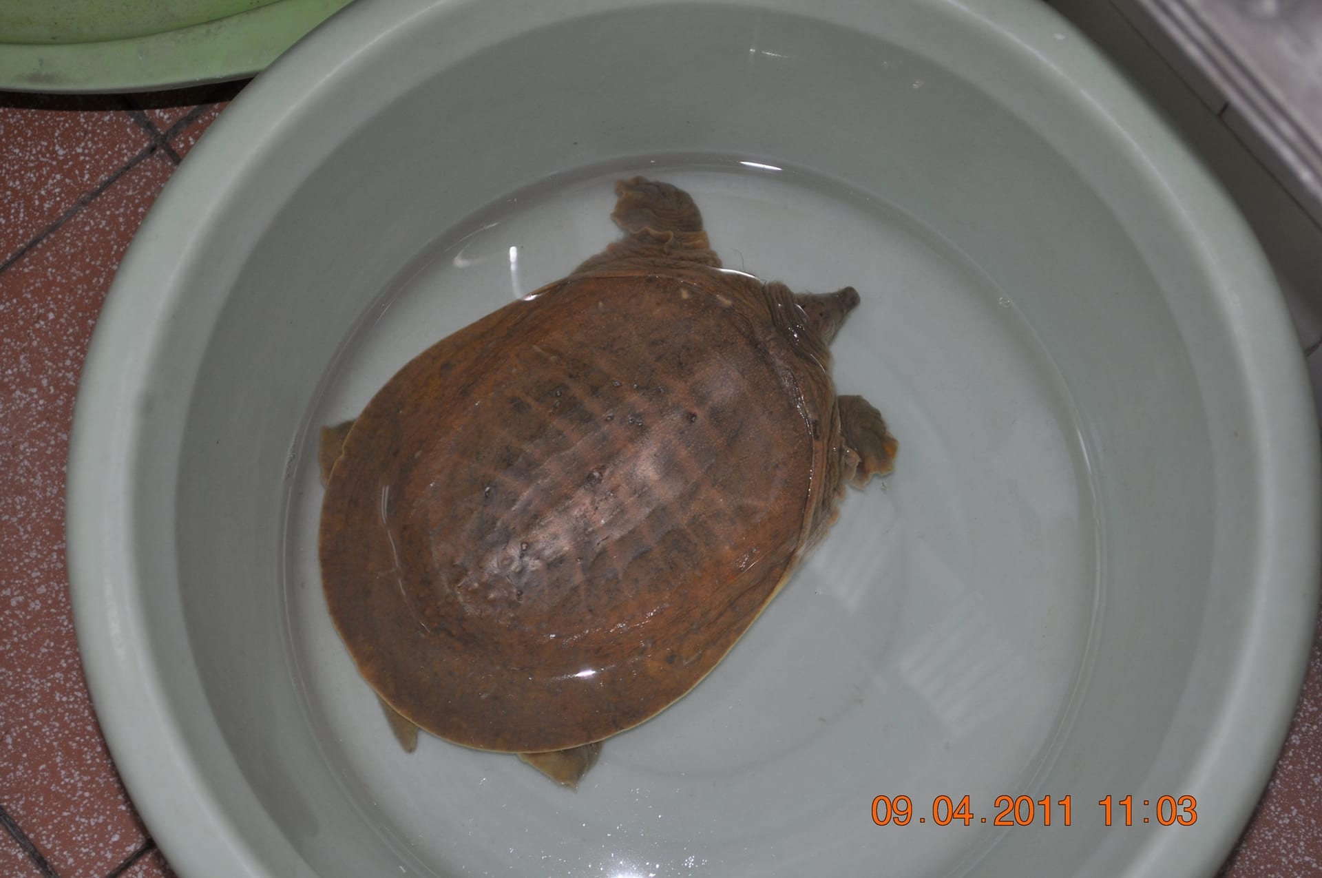 Chinese Softshell Turtle