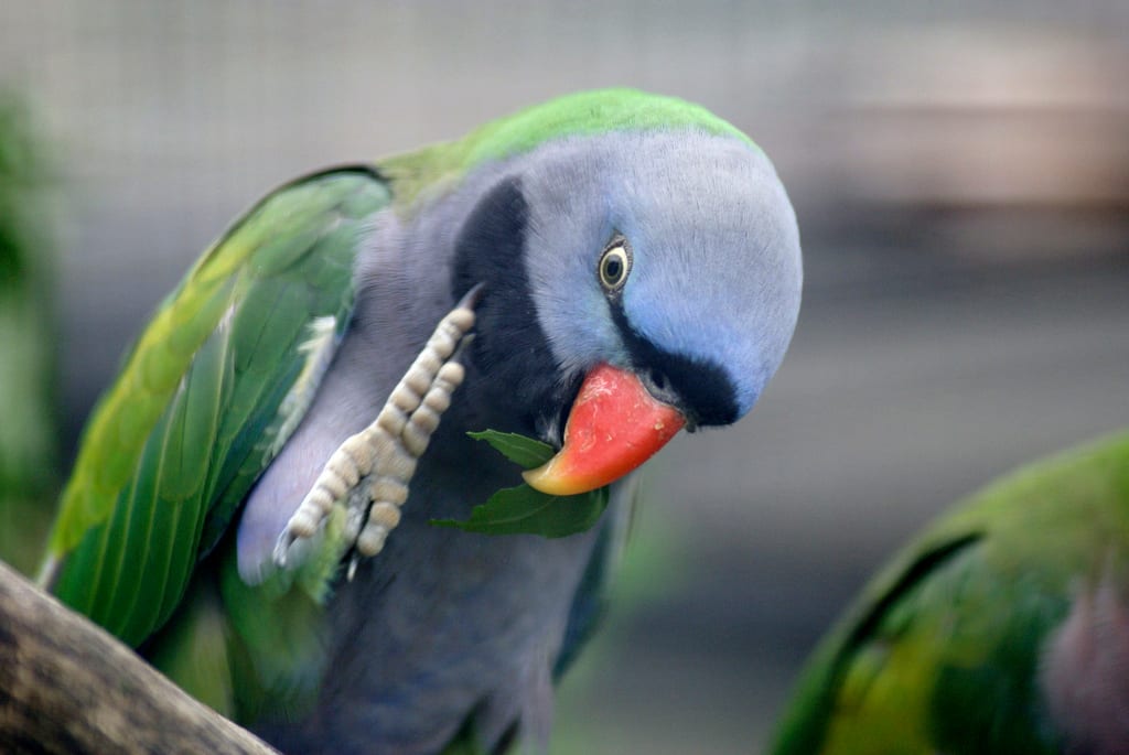 オオダルマインコ