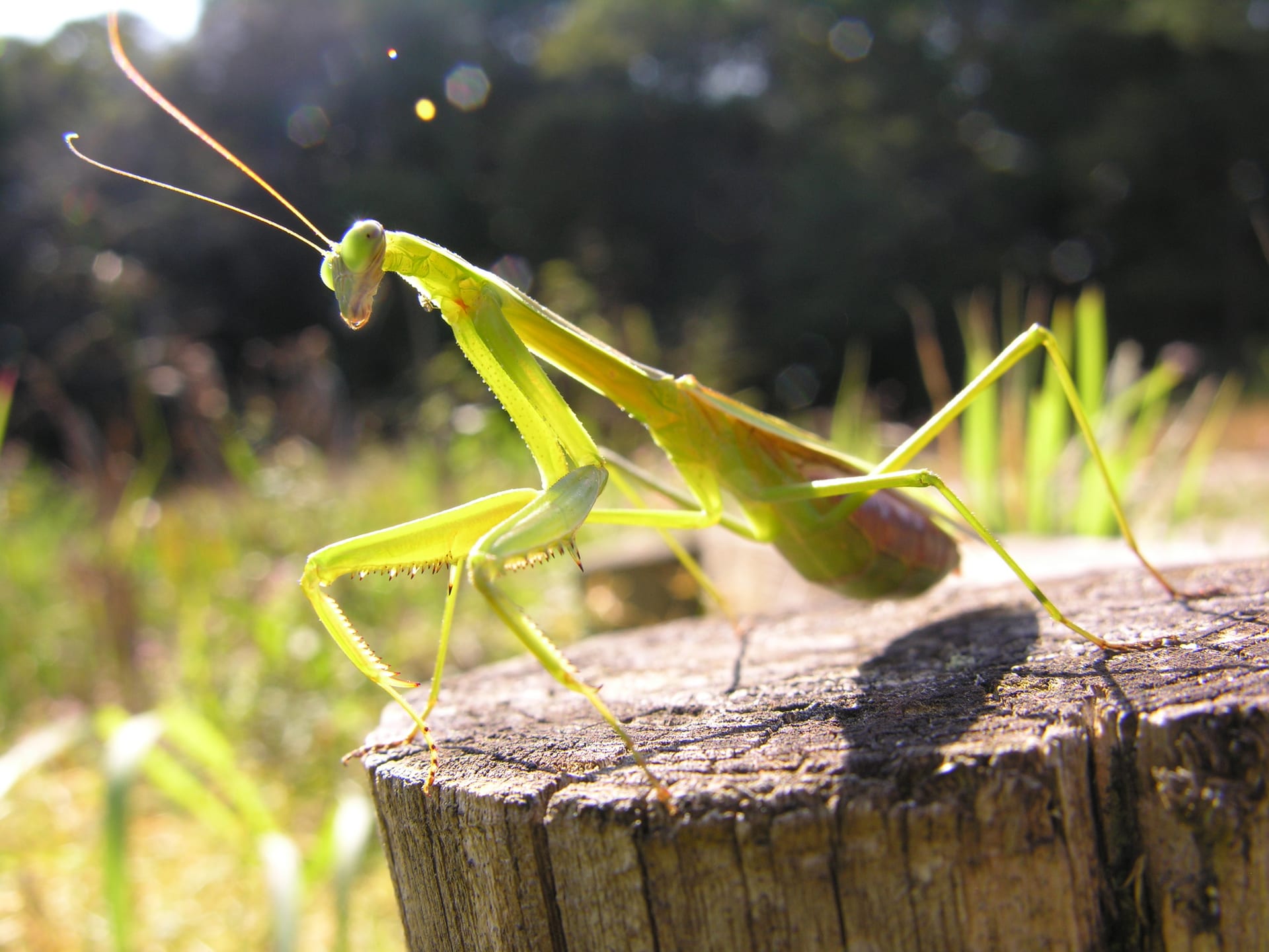 チョウセンカマキリ