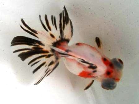 キャリコ水泡眼