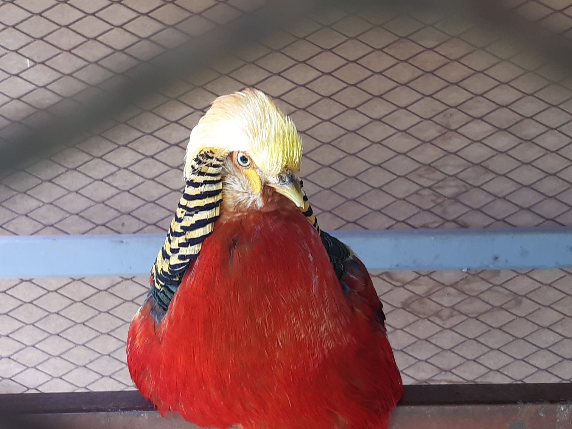 锦鸡