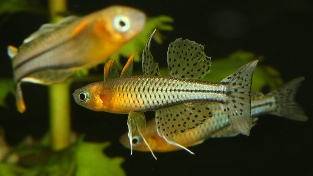 斑点蓝眼鱼