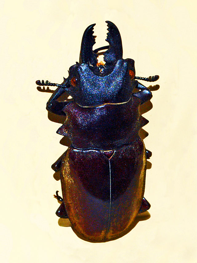 ダールマンツヤクワガタ