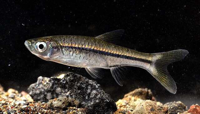 熱帯魚