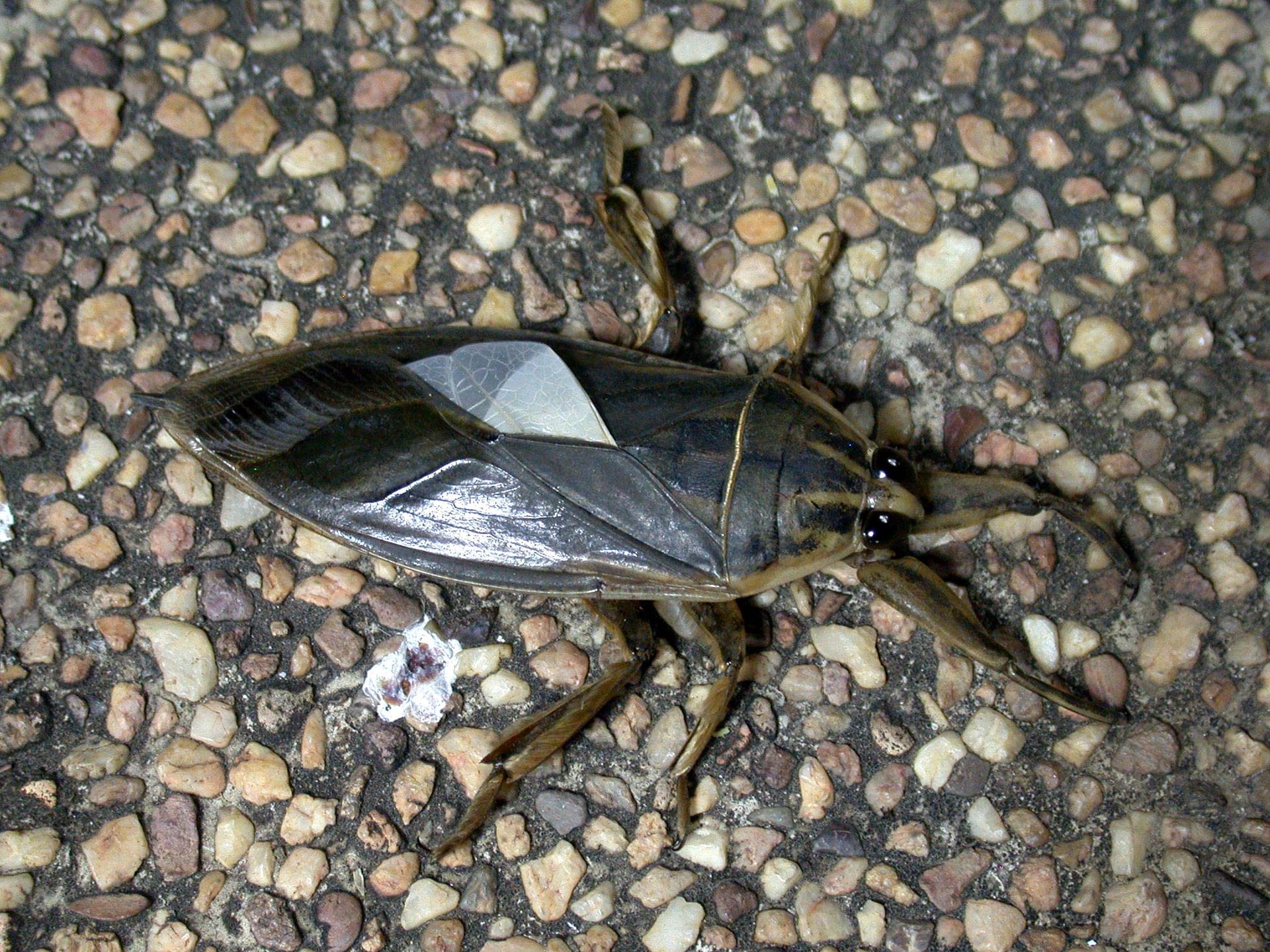 Giant water bug