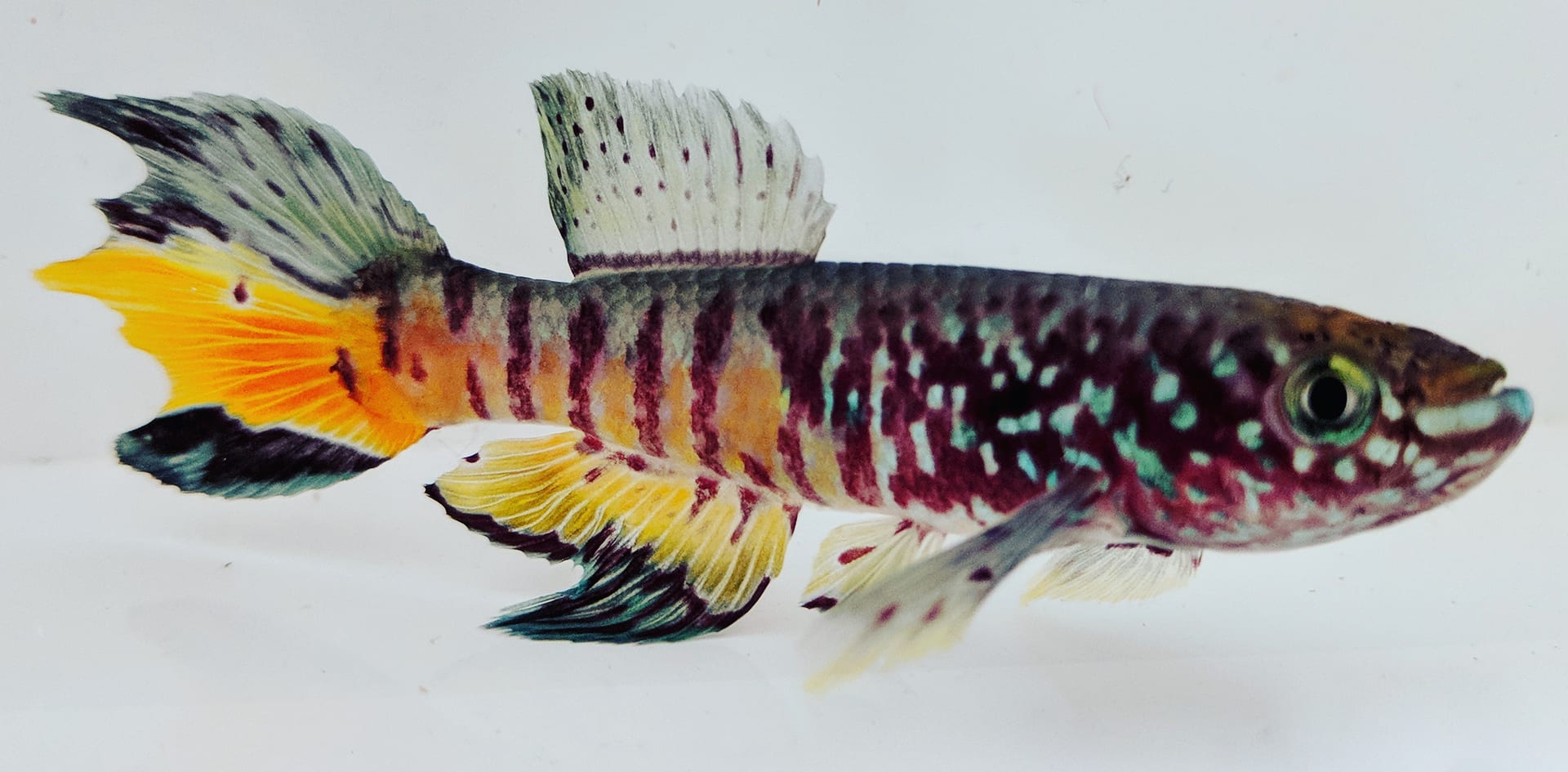 藍喉短鯛（Fundulopanchax sjostedti）